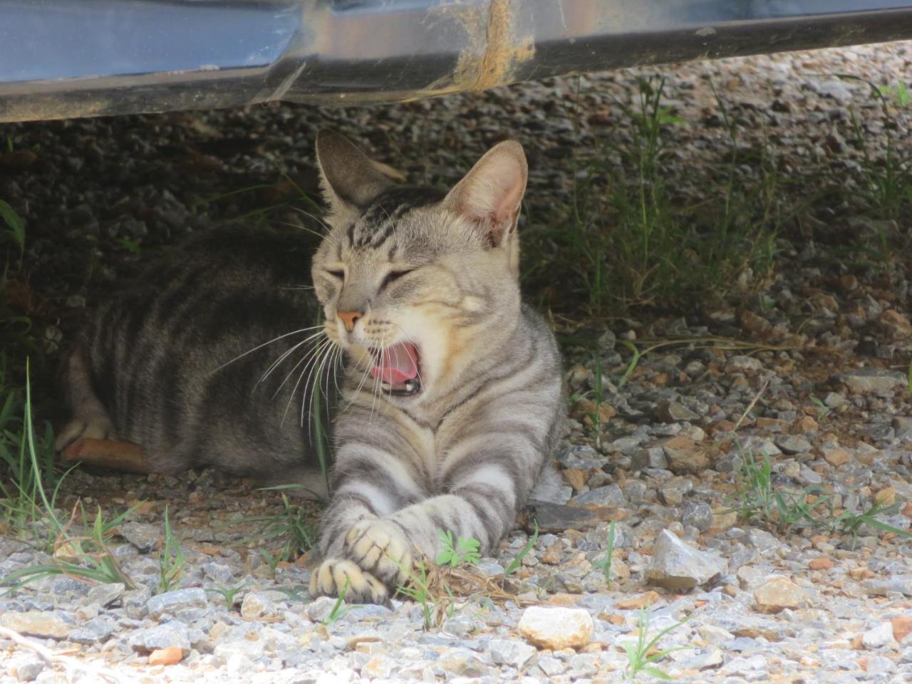 Okinawa Freedom Villa Nakidzsin Kültér fotó